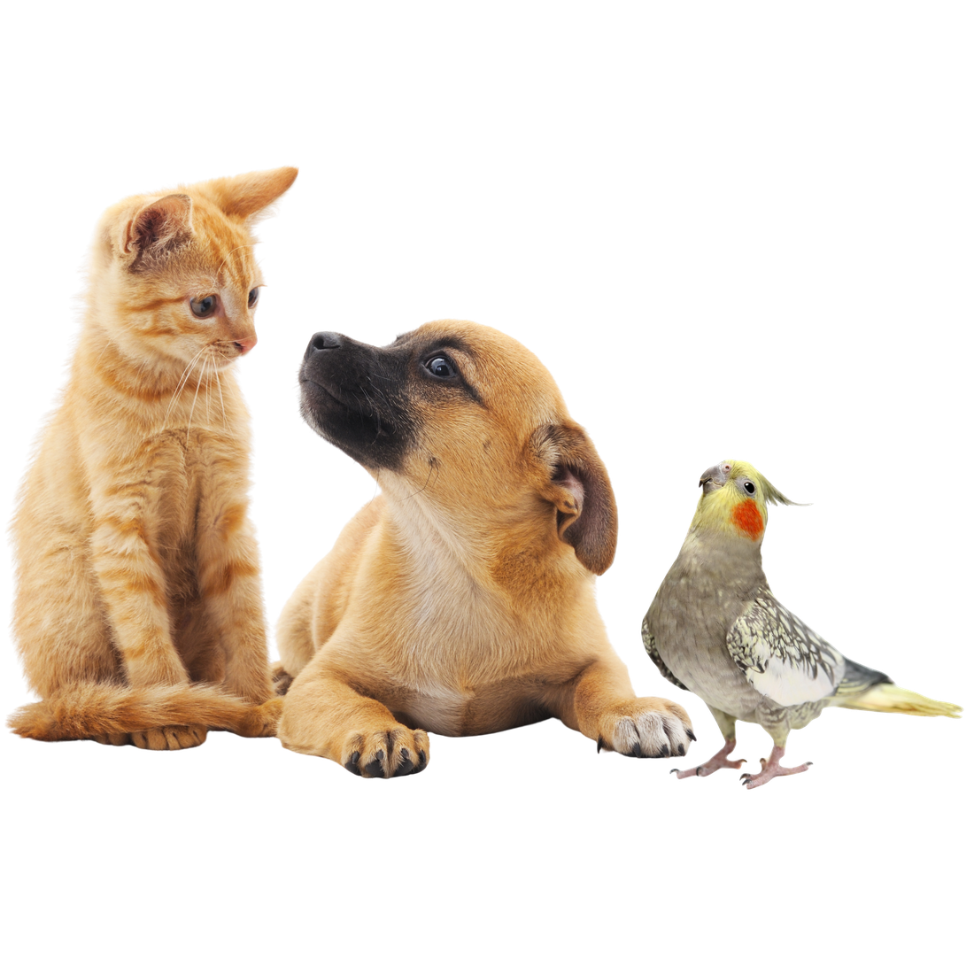 Cachorro, gato e pássaro